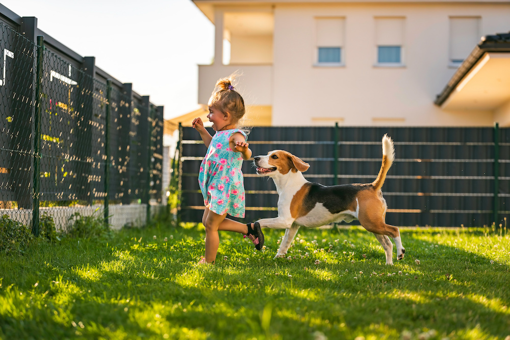 Baby girl running with beagle dog in backyard in summer day. Domestic animal with children concept. Dog chasing 2-3 year old, runs after treat.